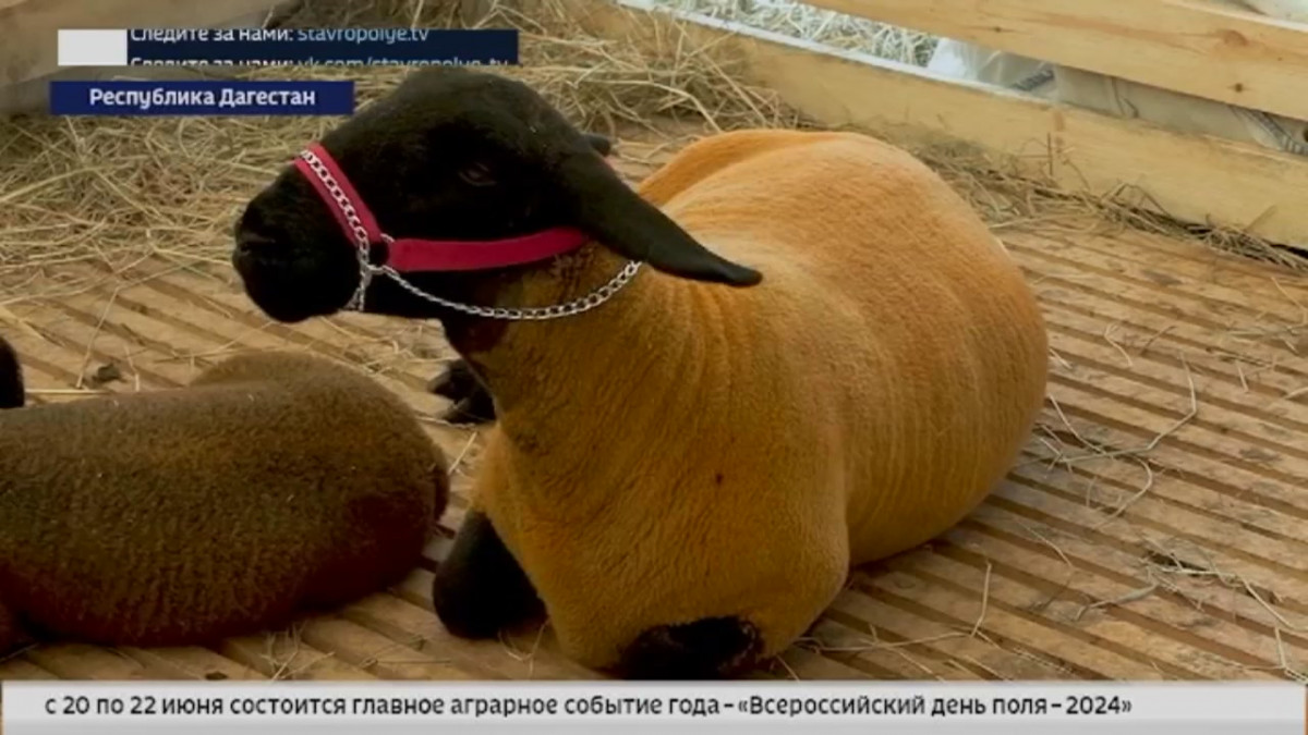 Агровести: ставропольские овцы и козы покорили сердца на 24-й Всероссийской выставке
