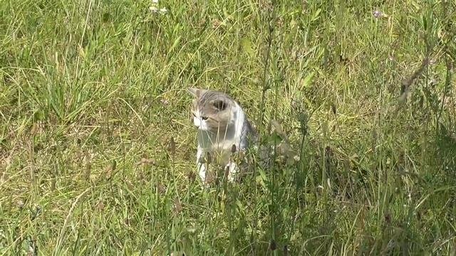 кот Саймон ждал меня год в гости