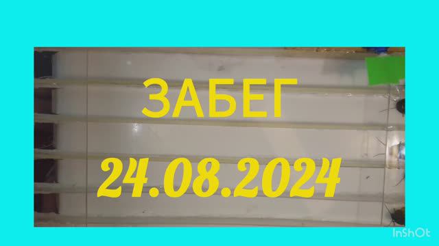 Забег 24.08.2024