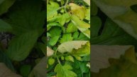 Что делать с ботвой томатов, после сбора урожая (часть 1) #томаты