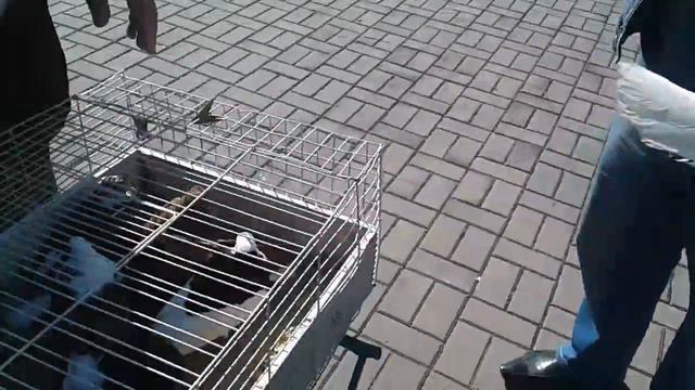 Ярмарка голубей в г.Донецк часть 2
