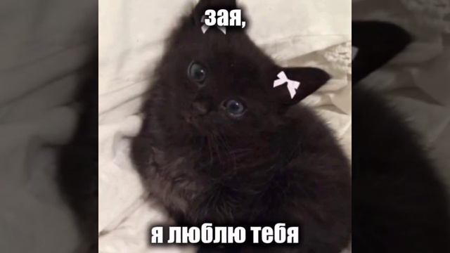 котик видео не мое