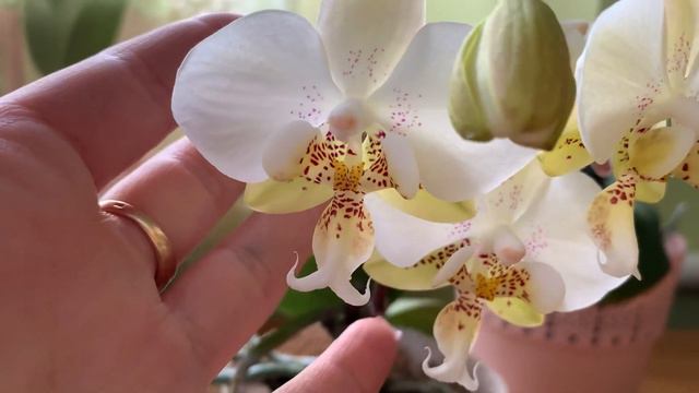 Огляд стюартіан. PHALAENOPSIS STUARTIANA PICO CHIP PHAL. STUARTIANA TIPO  SIB.phalenopsis