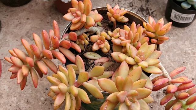Sedum Nussbaumerianum  Dicas de cultivo e replante