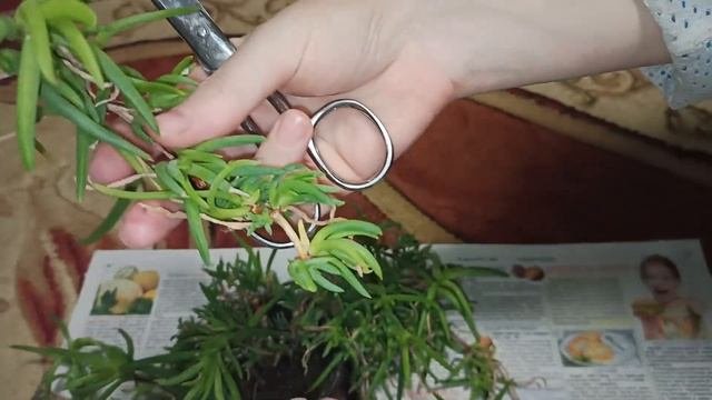 Комнатные цветы. Крестовник. Черенкуем и сажаем