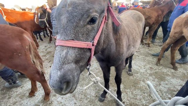 АЛА БУКА РАЙОНУ СОЛОМО МАЛ БАЗАРЫ ЖЫЛКЫЛАРДЫН БААЛАРЫ