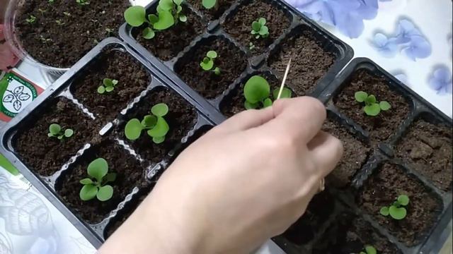 Как я выхаживала рассаду петунии...