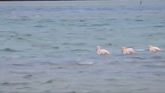 Фламинго прилетели в Крым👍