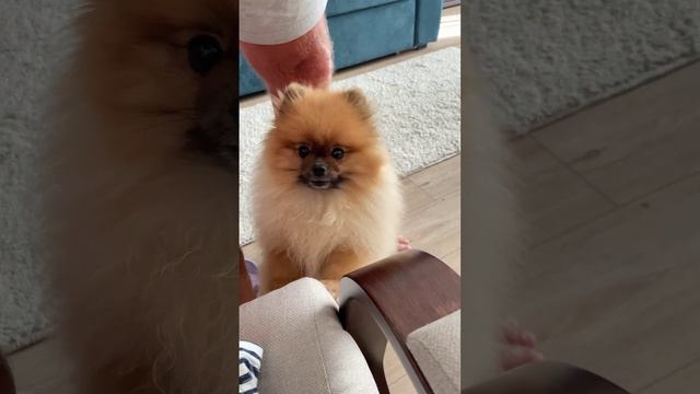 Позитив от нашего питомца