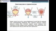 Монгол Тэмүүлэл сургууль, Биологи Бөөр