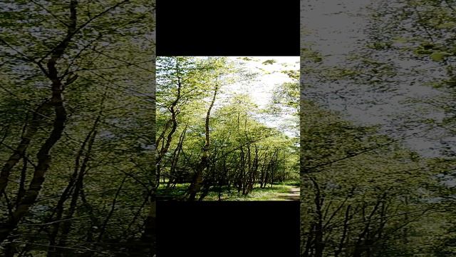 Гуляем по красивым лесам по зелёным лугам. Прогулка на природе за городом в Подмосковье в мае. Ч.6