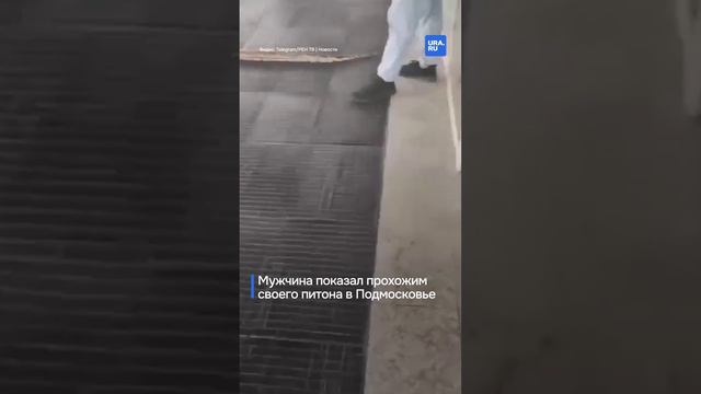 Мужчина показал прохожим своего питона в Подмосковье