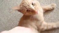 глажка кота
