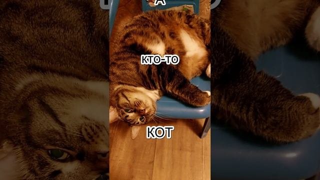 Котейка