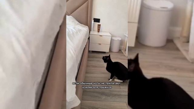 КУЛЬТ ДВОЙНОГО ПРЫЖКА?????????