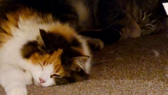 Котята жались друг к другу, замерзая в закоулке, история до слёз