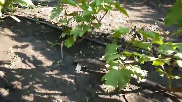 Сорт винограда Голд Фингер. Мой сайт www.donloza.ru