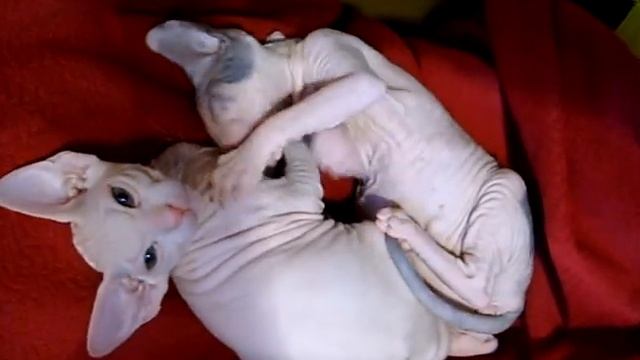 Беатрис и Барбара . Котята донского сфинкса.