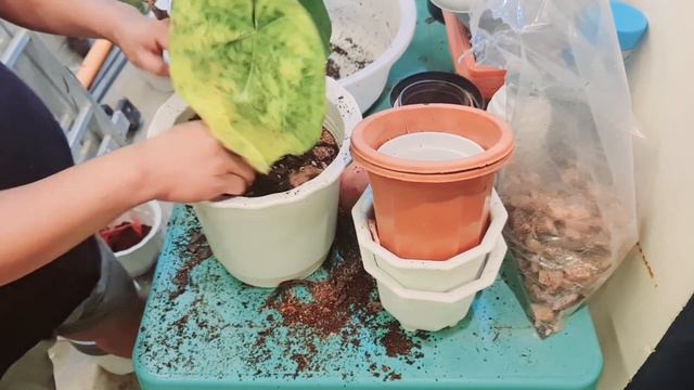 Repotting 101 - How To Handle Delayed Or Missing Deliveries From JRS?