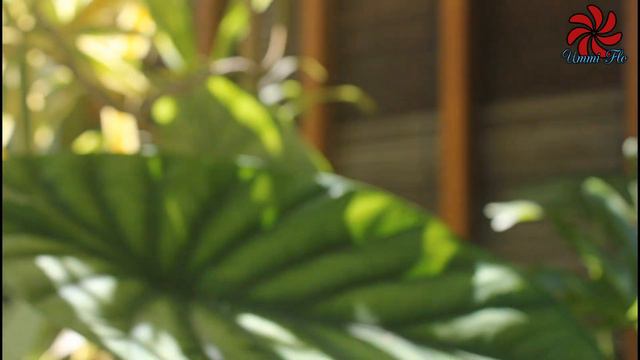 Cara Merawat Tanaman Putri Salju (Dusty Miller) || Mudah kok