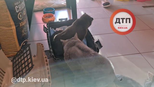 Брошенного в лесу Мурчика с поломанным позвоночником поставили на ноги и отвезли на пару недель к В