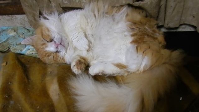 Nikon coolpix p500. Gizmo is sleeping always like this.