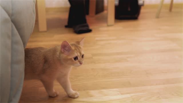 Котенок Ричи исследует новый дом