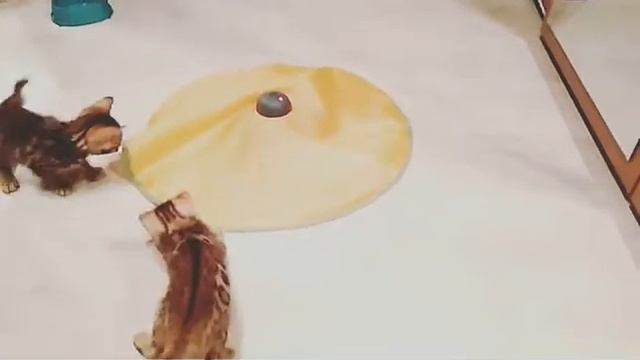 Бенгальские коты
