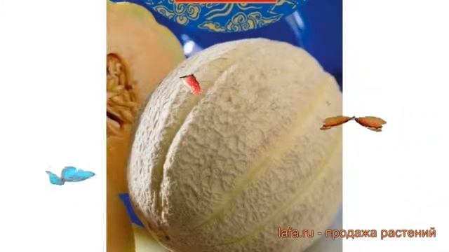 Дыня обыкновенный Награда nagrada ? дыня Награда обзор: как сажать семена дыни Награда