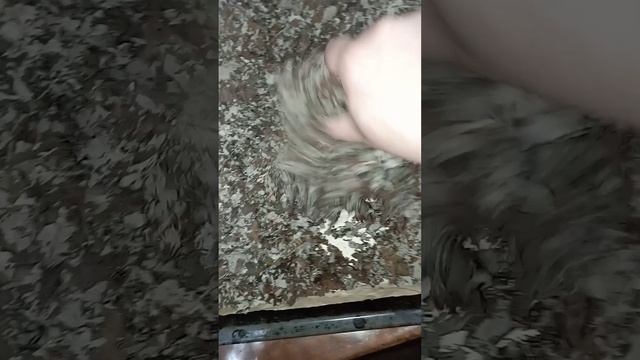 чай из осеннего красного листа малины