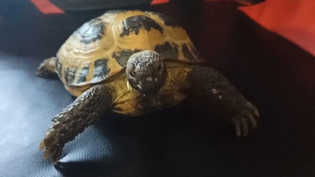 Я ДЕЛАЛ 100 ОТЖИМАНИЙ В ТЕЧЕНИИ МЕСЯЦА И ВОТ ЧТО СТАЛО С МОИМ ТЕЛОМ!