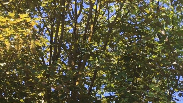 А ВЫ СЛЫХАЛИ, КАК ПОЮТ ДРОЗДЫ? СЛУШАЙТЕ / ГЕРМАНИЯ ПЕНИЕ ПТИЦ / ОН СПРЯТАЛСЯ В ЛИСТВЕ