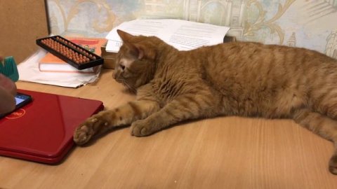 Кот и расческа