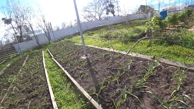 9 апреля. Обо всем и даже про кур и цыплят.