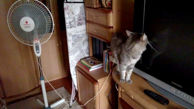 Чем занять кота на полчаса? Включить вентилятор.