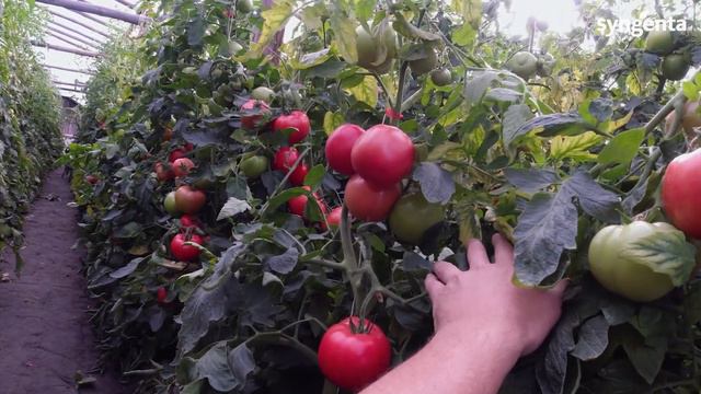 НОВИНКА! Полудетерминантный розовоплодный томат Эстет F1. Гибрид Сингента для пленочных теплиц.