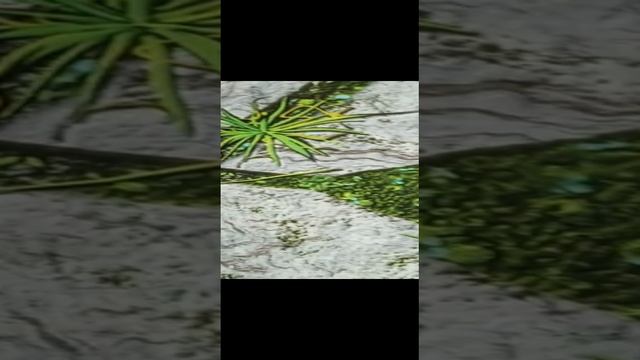 3д обои для пола