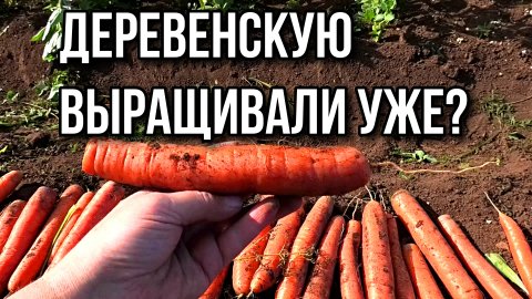 Отличный урожай  моркови в 2023 году...