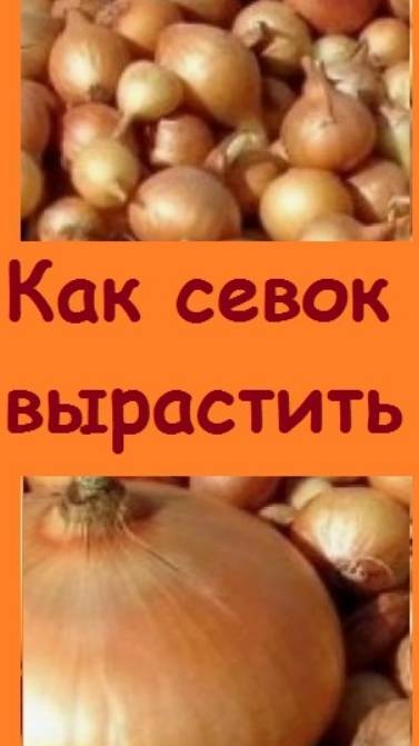 Как я выращиваю ЛУК СЕВОК, цены на который стали просто запредельными и покупать его невыгодно