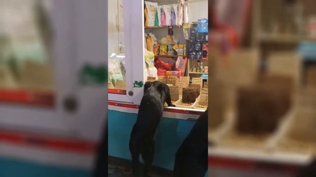 Cats steal food from the store | Коты воруют еду в магазине