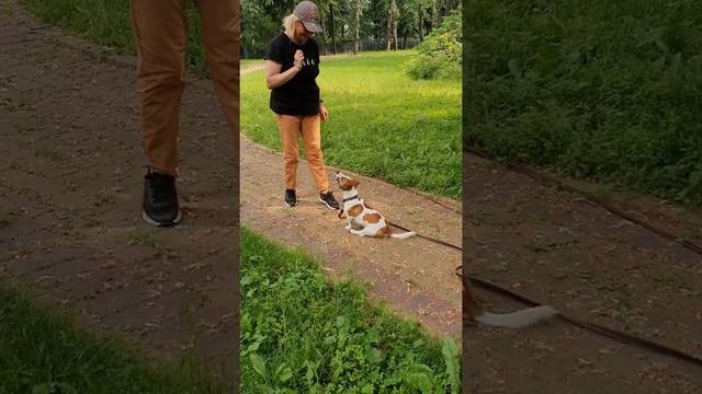 ДЖЕК РАССЕЛ ТЕРЬЕР отрабатывает задание