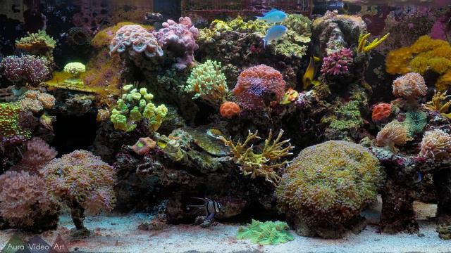 Coral Reef Aquarium - аквариум с рыбками