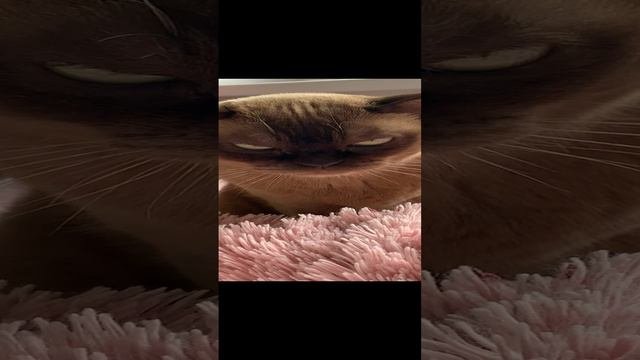 Джесси джексон