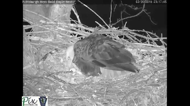 Raccoon attacking the Hays bald eagle nest