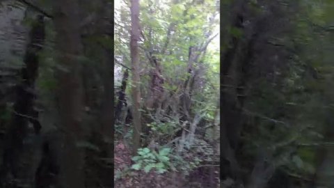 Моего Папу порвали на моих глазах. Три работы и дача.