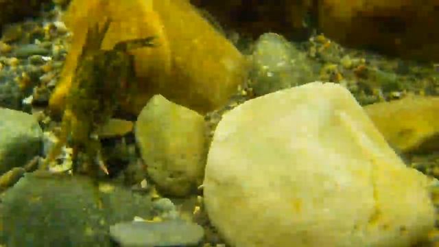 Pentax Optio Underwater Camera filming | Poor Crab