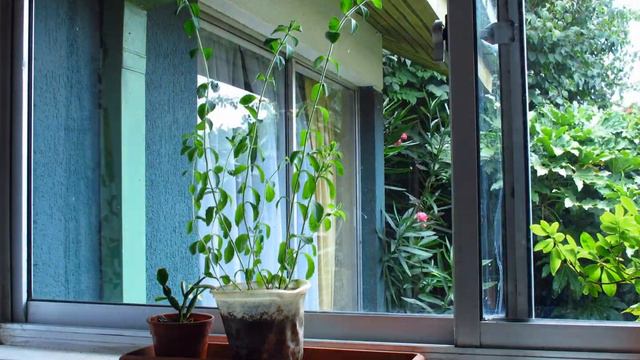 TimeLapse Stevia growing