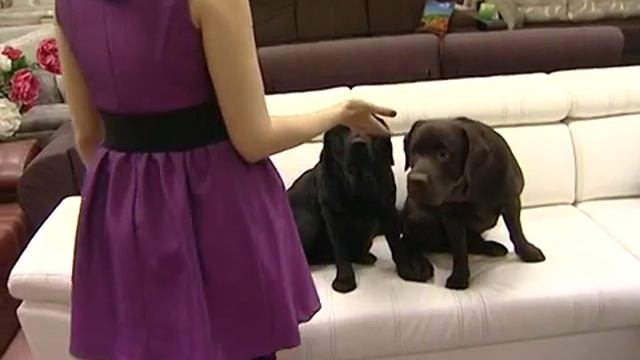 Радости жизни