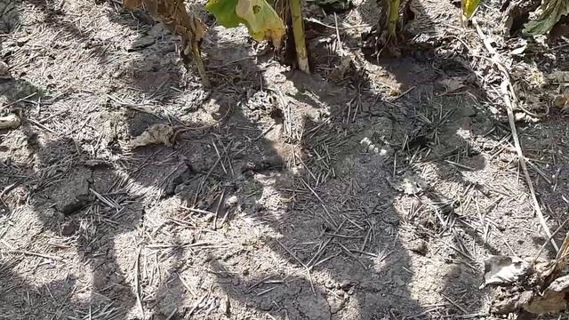 Прожорливые грызуны на полях
