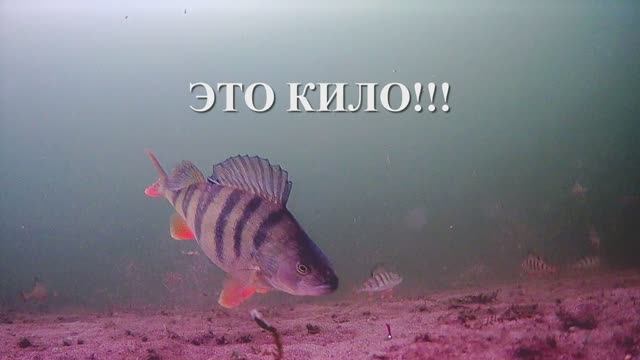 Иртяш-28.03.2022 г..mp4